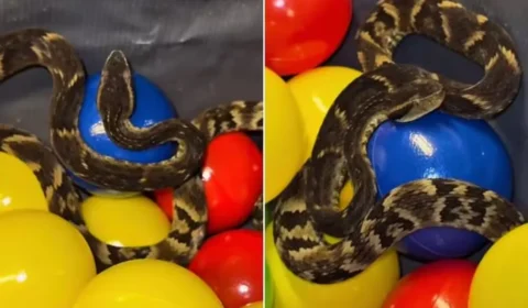 Jararaca é encontrada em piscina de bolinhas de restaurante em SP; veja