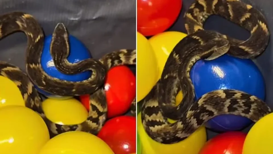Jararaca é encontrada em piscina de bolinhas de restaurante em SP; veja