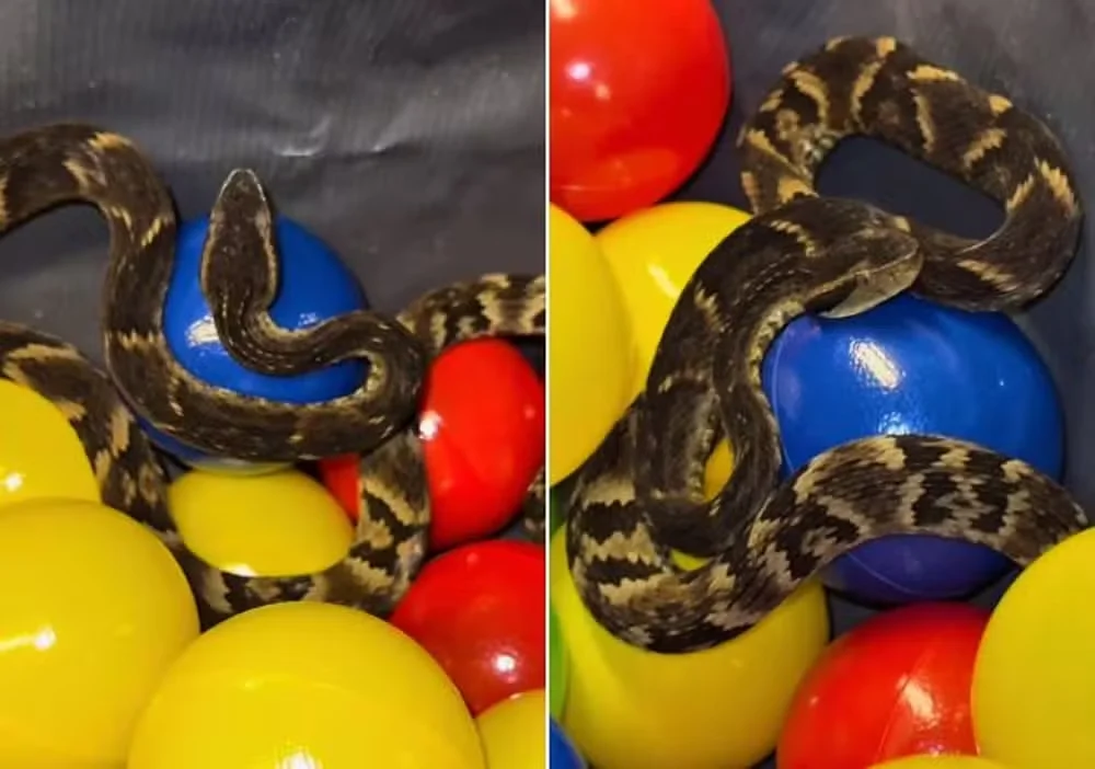 Jararaca é encontrada em piscina de bolinhas de restaurante em SP; veja