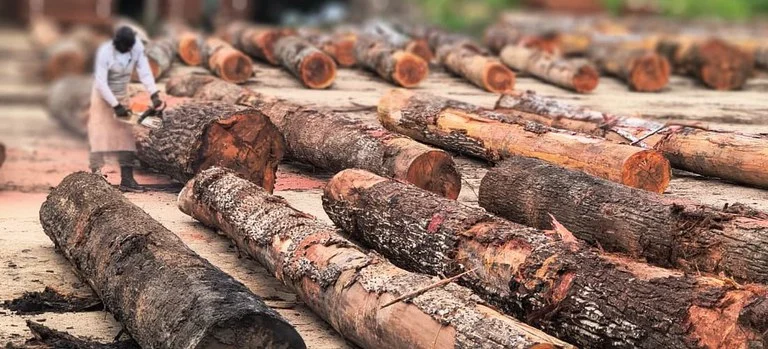 Operação do Ibama fiscalizou serrarias irregulares e descumprimento de embargos - Foto: divulgação/Ibama