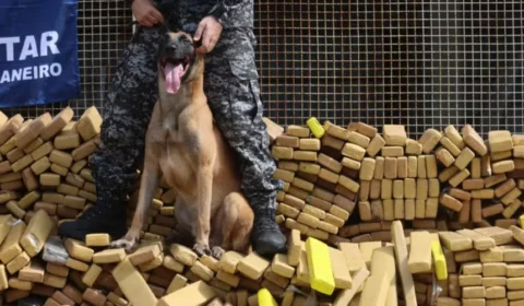 Cão Hulk, que ajudou em apreensão no Rio, receberá Medalha Tiradentes na Alerj