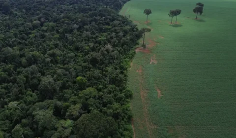 Brasil reduz em 42% perdas florestais em 2025, aponta estudo