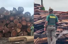 Após multas de R$ 110 mi, Ibama identifica 21 possíveis madeireiras fantasmas no Pará