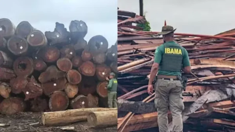 Após multas de R$ 110 mi, Ibama identifica 21 possíveis madeireiras fantasmas no Pará