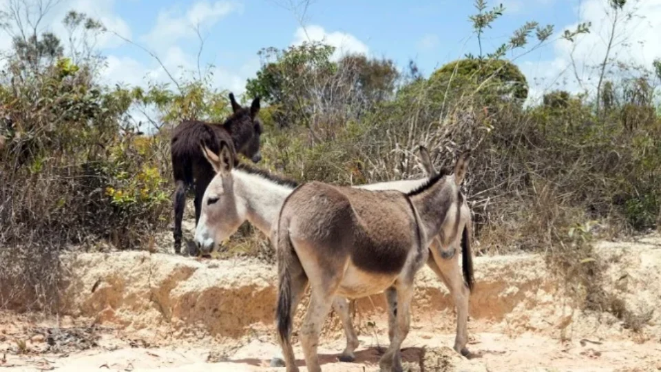 Justiça proíbe abate de jumentos na BA e reconhece risco de extinção