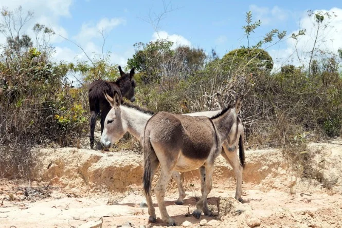 Justiça proíbe abate de jumentos na BA e reconhece risco de extinção