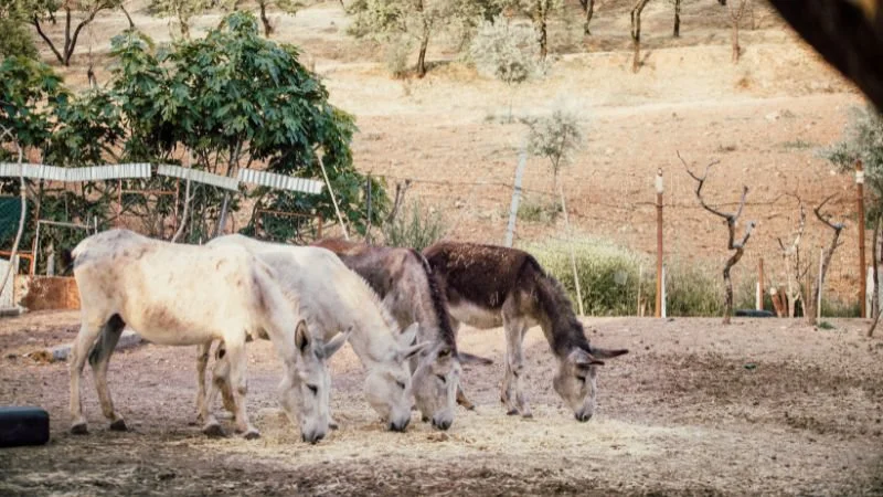 Justiça proíbe abate de jumentos na BA e reconhece risco iminente de extinção
