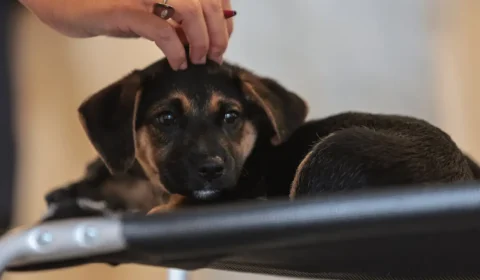 Lei define guarda compartilhada de pets; veja detalhes