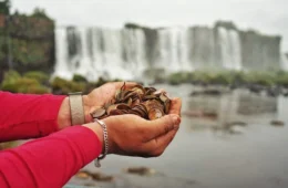 Parque Nacional do Iguaçu recolhe 383 kg de moedas jogadas por turistas nas cataratas