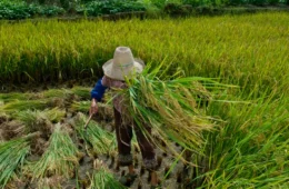 Trabalhadores do campo enfrentam desafios na luta pela garantia de direitos