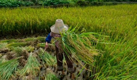 Trabalhadores do campo enfrentam desafios na luta pela garantia de direitos