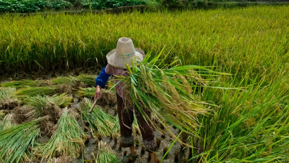 Trabalhadores do campo enfrentam desafios na luta pela garantia de direitos