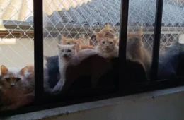 Mulher vira alvo da polícia após manter 400 gatos em apartamento de SC