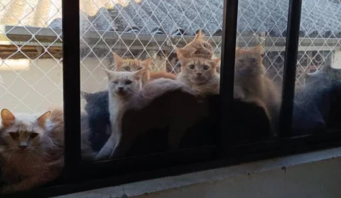 Mulher vira alvo da polícia após manter 400 gatos em apartamento de SC