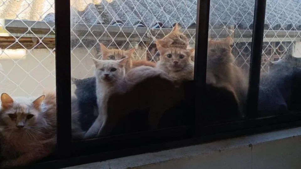 Mulher vira alvo da polícia após manter 400 gatos em apartamento de SC