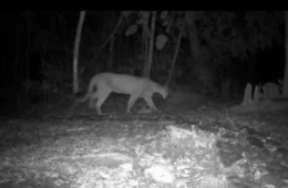 Eduardo Moreira captura imagens de três felinos em área preservada da Mata Atlântica 
