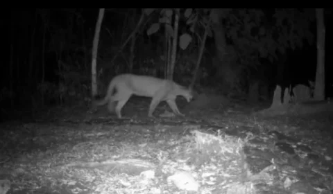 Eduardo Moreira captura imagens de três felinos em área preservada da Mata Atlântica 