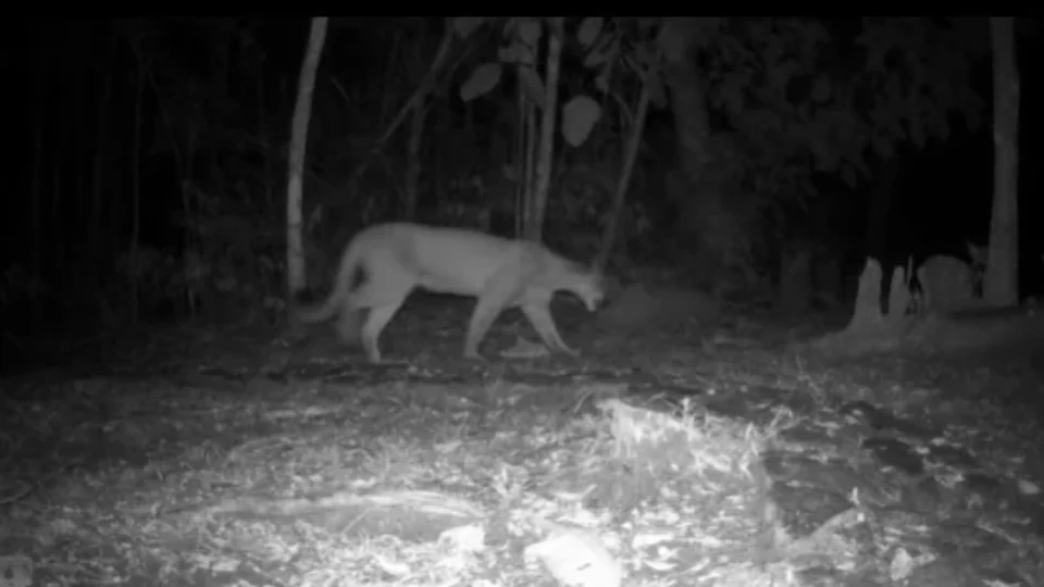 Eduardo Moreira captura imagens de três felinos em área preservada da Mata Atlântica 