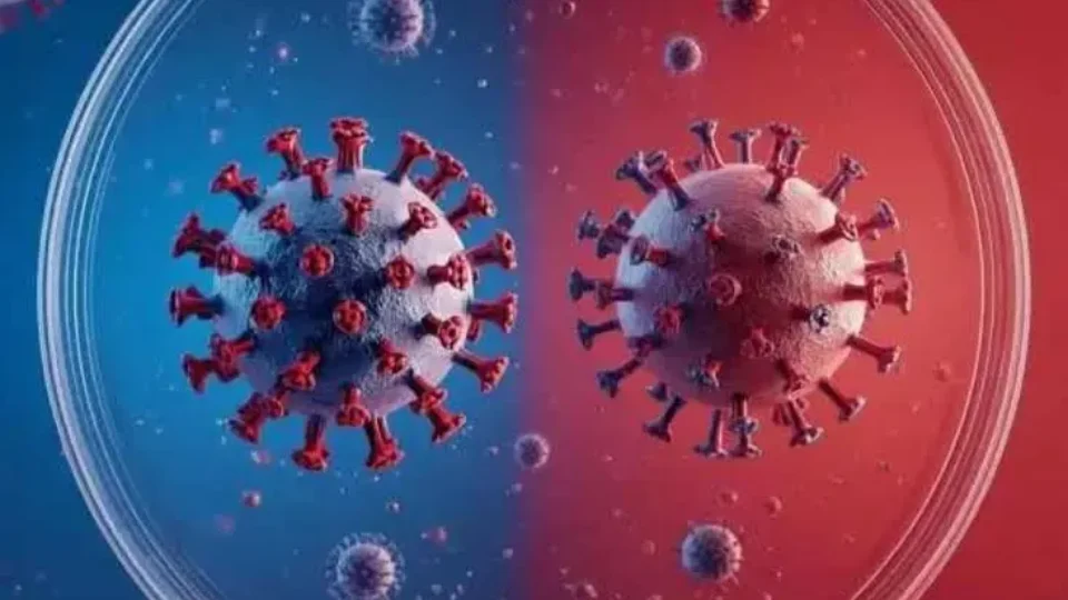 Diferença entre hantavírus e coronavírus: por que nova pandemia é descartada?
