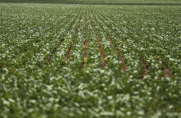 Bayer escolhe Brasil para estrear complemento a agrotóxico mais polêmico do mundo