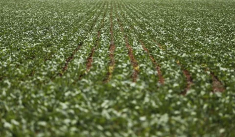 Bayer escolhe Brasil para estrear complemento a agrotóxico mais polêmico do mundo