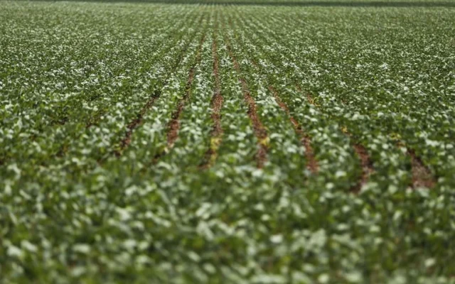 Com mais proteína que o frango, saiba qual legume pode contribuir para uma boa nutrição