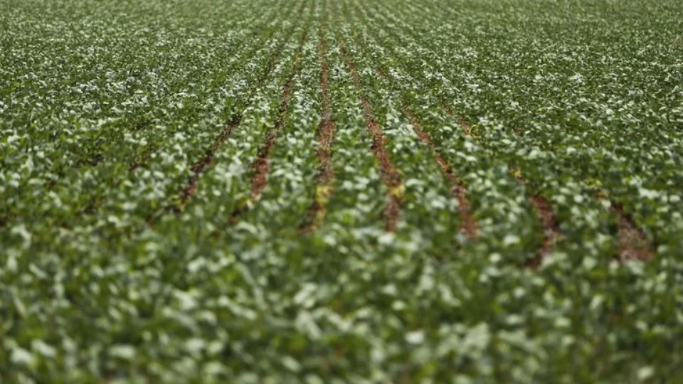 Bayer escolhe Brasil para estrear complemento a agrotóxico mais polêmico do mundo