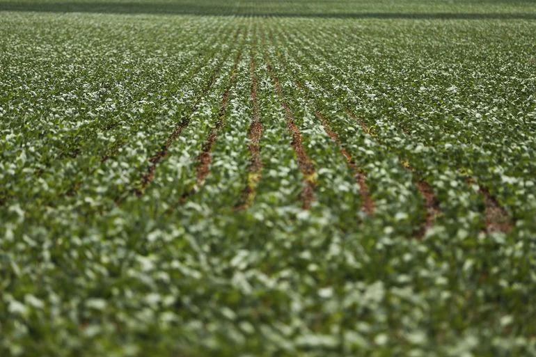 Agrotóxicos à base de glifosato são largamento utilizados em lavouras de graõs (Foto: Marcelo Camargo/Agência Brasil)