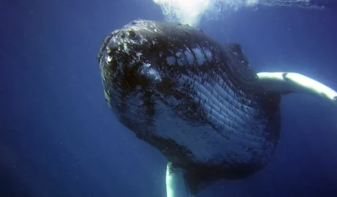 Baleia-jubarte viaja do Brasil à Austrália em jornada recorde de 15 mil km