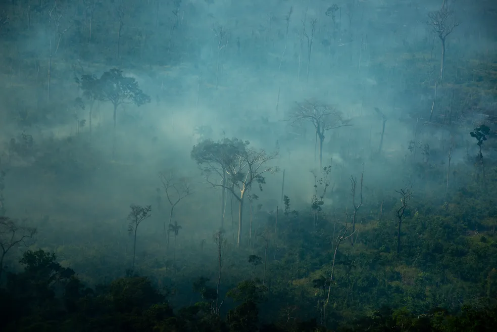 Greenpeace registra fogo na Amazônia durante última semana de julho, mesmo com moratória do fogo — Foto: Christian Braga/Greenpeace