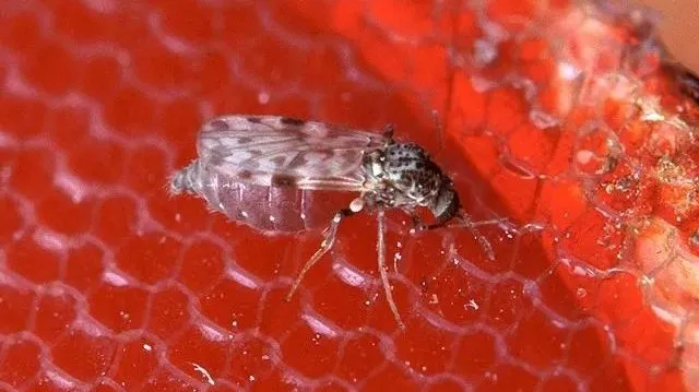 Manaus registra surto recorde de oropouche e vírus se espalha pelo Brasil, diz estudo