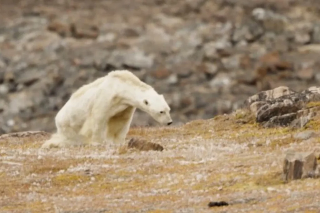 urso polar derretimento artico urso polar derretimento artico