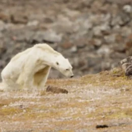 Mudança climática altera dinâmica do El Niño e aumenta eventos extremos