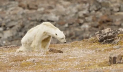 Mudança climática altera dinâmica do El Niño e aumenta eventos extremos