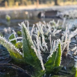 SC registra menor temperatura do ano e 44 cidades ficam abaixo de 0ºC