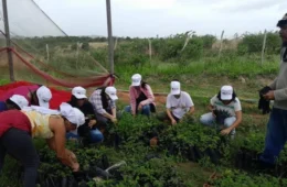 Mãos Solidárias promove feira agroecológica em centro do MST em Jarinu (SP)