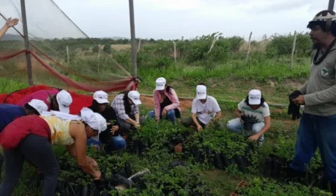 Mãos Solidárias promove feira agroecológica em centro do MST em Jarinu (SP)