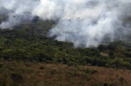 Copernicus: emissão global de gases por incêndios é a menor em 24 anos