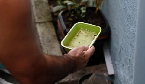El Niño pode aumentar casos de chikungunya e dengue no Brasil