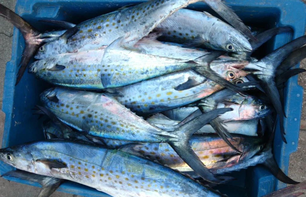 Peixe pouco consumido reúne proteínas e nutrientes que ajudam a controlar o colesterol