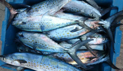 Peixe pouco consumido reúne proteínas e nutrientes que ajudam a controlar o colesterol