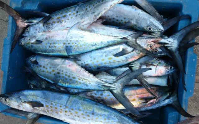 Peixe pouco consumido reúne proteínas e nutrientes que ajudam a controlar o colesterol