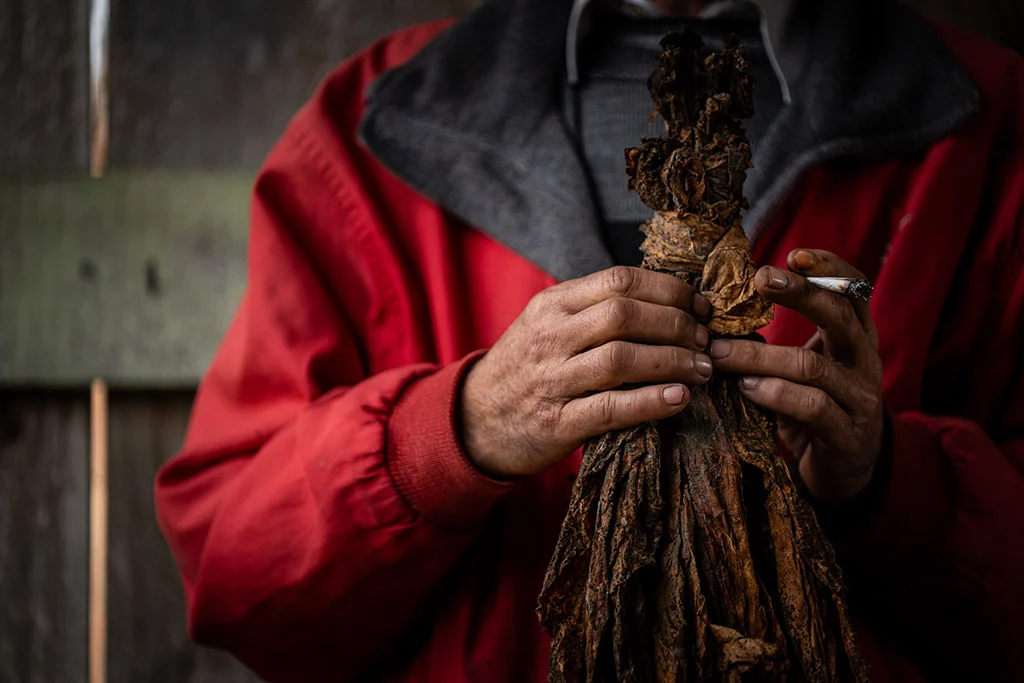 João Carlos Nunes trabalha na produção de tabaco em Dom Feliciano (RS). Após sofrer intoxicação por Reglone, relata episódios de tontura e sonolência quando volta a se expor ao agrotóxico (Foto: Marcelo Curia/ Public Eye)