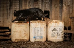 Intoxicações por agrotóxico banido na Europa crescem 1.100% em 8 anos no Brasil