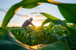 Governo vai renegociar até R$ 100 bilhões em dívidas de produtores rurais