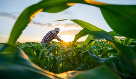 Governo vai renegociar até R$ 100 bilhões em dívidas de produtores rurais