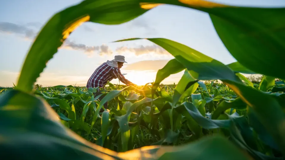 Governo vai renegociar até R$ 100 bilhões em dívidas de produtores rurais