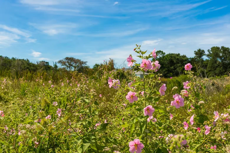 Malvavisco (Shutterstock)