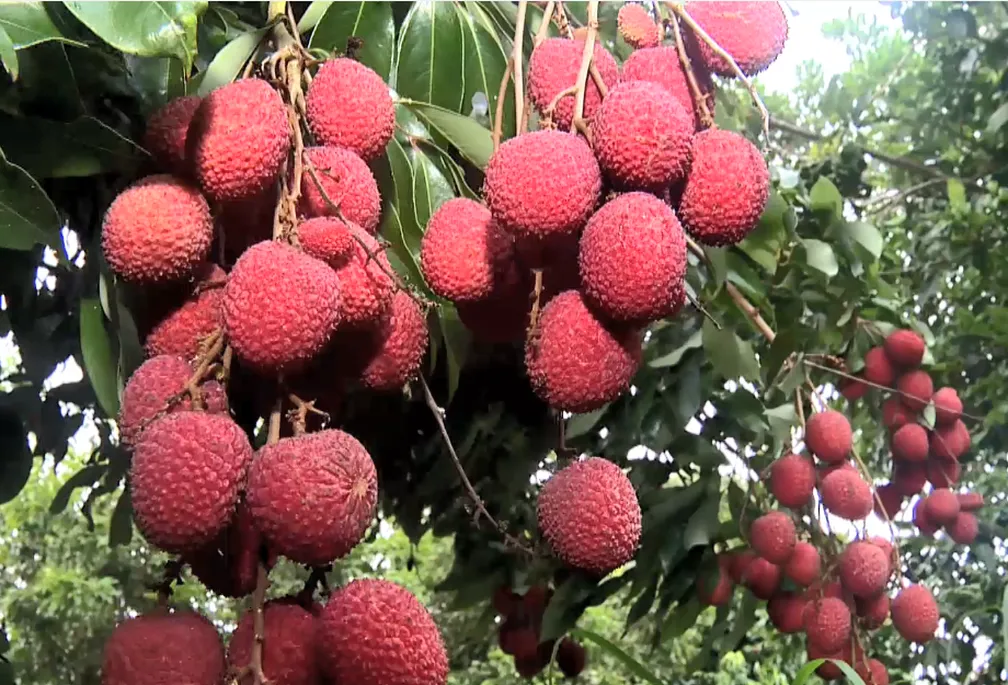 Lichia vem ganhando espaço em produções no Espírito Santo. — Foto: Reprodução/TV Gazeta