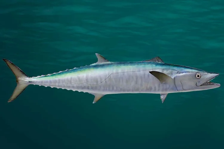 Peixe pouco consumido reúne proteínas e nutrientes que ajudam a controlar o colesterol